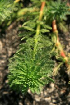 Tige de myriophylle