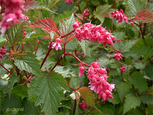 Neillia