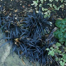 Ophiopogon planiscapus Niger