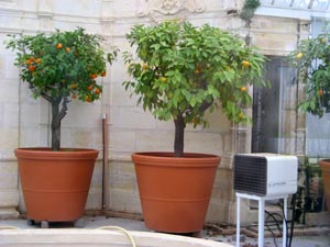 planter un oranger en pot