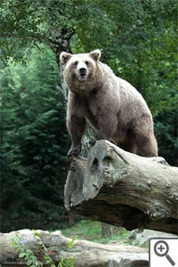 Ours - parc animalier d'Argeles Gazost (Pyrénées)