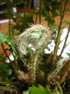 Pattes d'ours : jeune fronde