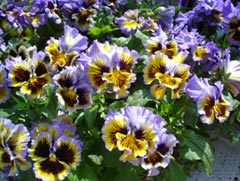 Pensée frizzle yellow blue swirl