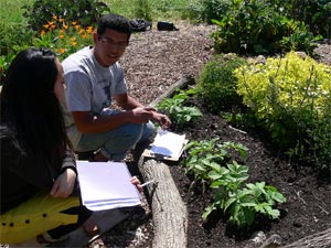Conception d'un massif en permaculture