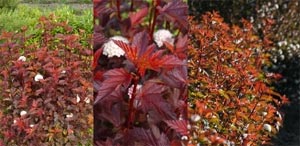 Physocarpus opulifolius Diable d'Or
