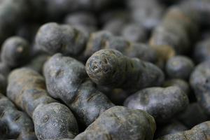 Pommes de terre Vitelottes