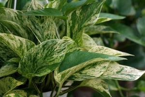 Pothos 'Marble Queen'