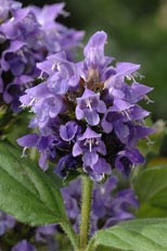 Prunella grandiflora freelander blue
