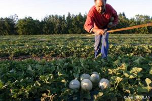 Récolte de melon de Cavaillon