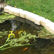Installation des plantes aquatiques dans les poches