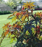 Ricin honolulu