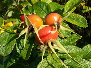 Fruits de rosier rugueux (cynorrhodons)