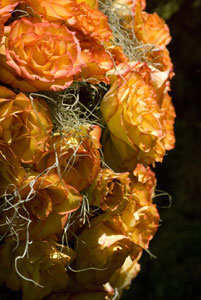 Rosier Arpège