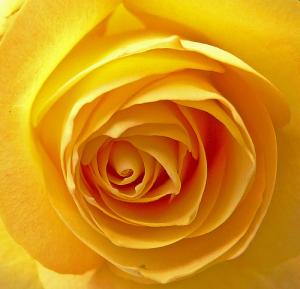 Coeur de rose