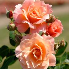 Rosier Bordure abricot® Delbard