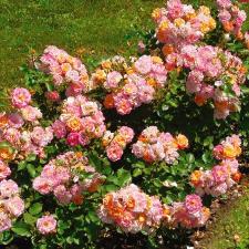 Bordure Camaïeu® Delbard