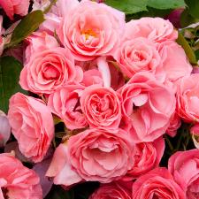 Rosier Bouquet de Mariée® Delbard