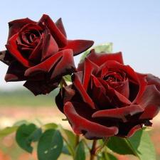Perle Noire® de Delbard