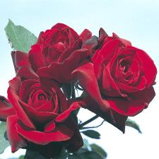 Le Rouge et le Noir® de Delbard