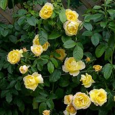 Rosier Soleil vertical® Delbard