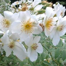 R. Soulieana
