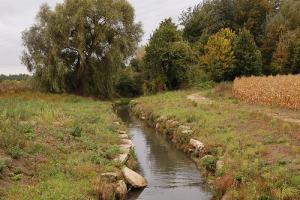 Ruisseau en bordure de champ de maïs