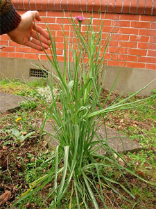 Pied de salsifis au potager