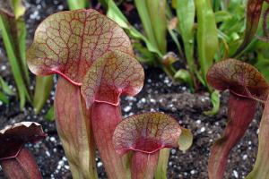 Sarracenia