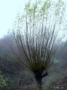 Jeune saule têtard