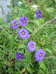 Solanum