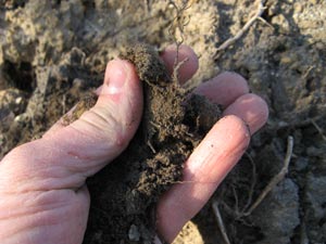 Terre dans les doigts d'une main