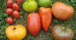 Tomates variétés anciennes