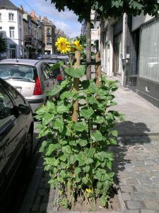 Des tournesols dans les rues de Bruxelles