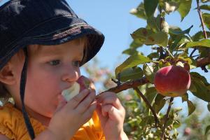 Sans pollinisateurs, pas de fruits...