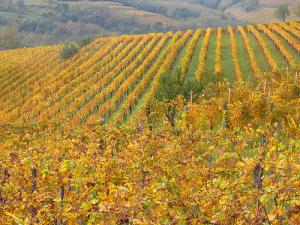 Vigne en automne