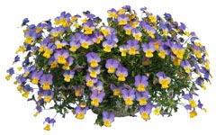 Violette rebellina bleu et jaune