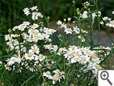 Achillée sternutatoire