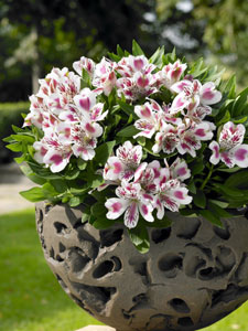 Alstroemeria Inticancha white pink blush