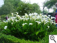 Arums blancs