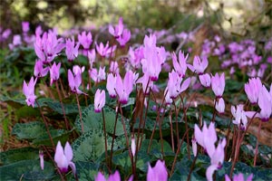 Tapis de cyclamen de Naples