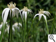 Dichromena colorata