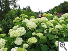 Hydrangea arborescens 'Annabelle'