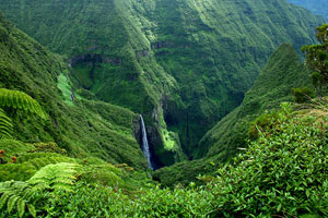 Île de la Réunion : 41% de la flore est menacée - Natura Sciences