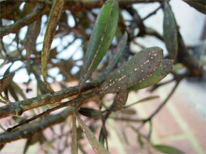 maladies és paraziták olivier paraziták tünetei az emberi test kezelési áttekintéseiben