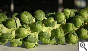 Pommes de chou de Bruxelles