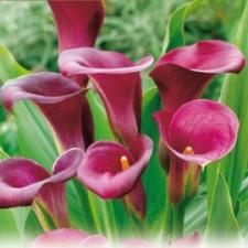 Arum 'Pink Persuasion'