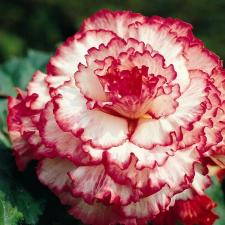 Bégonia Prima Donna 'Clair de Lune®'