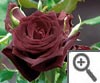 Rose Black Baccara