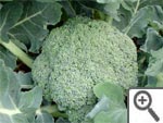 Chou brocoli
