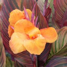 Canna 'Andaloucia®'